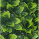 Растения GREEN WALL >> ICNT 125050