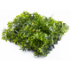 Растения GREEN WALL >> ICNT 135050