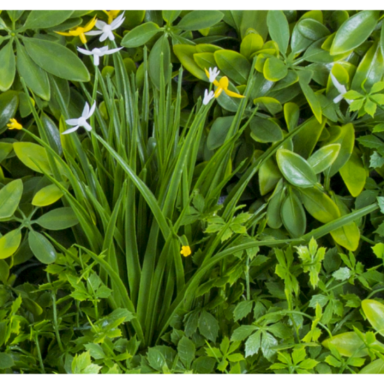 Растения GREEN WALL >> ICNT 135050