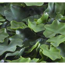 Растения GREEN WALL >> ICNT 155050