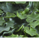 Растения GREEN WALL >> ICNT 155050