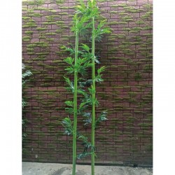 Растения ART DECORATION >> ICNT 16008