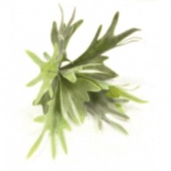 Растения ART DECORATION >> ICNT 16027