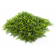 Растения GREEN WALL >> ICNT 175050