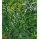 Растения GREEN WALL >> ICNT 18100100