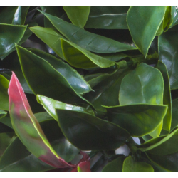 Растения GREEN WALL >> ICNT 185050