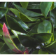Растения GREEN WALL >> ICNT 185050