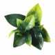 Растения ART DECORATION >> ICNT 187042