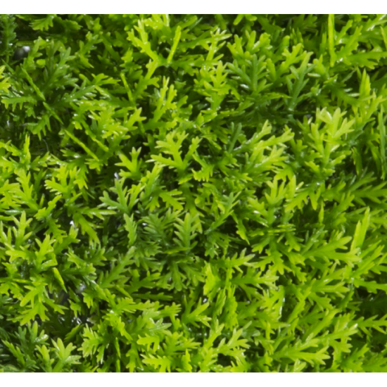 Растения GREEN NATURE>> ICNT 190038