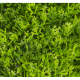 Растения GREEN NATURE>> ICNT 190038