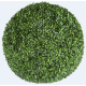 Растения GREEN NATURE>> ICNT 190039
