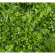 Растения GREEN WALL >> ICNT 19100100