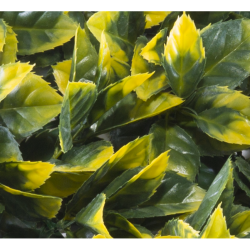 Растения GREEN WALL >> ICNT 195050