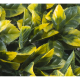 Растения GREEN WALL >> ICNT 195050